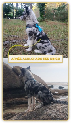 Arnés acolchado de Red Dingo
